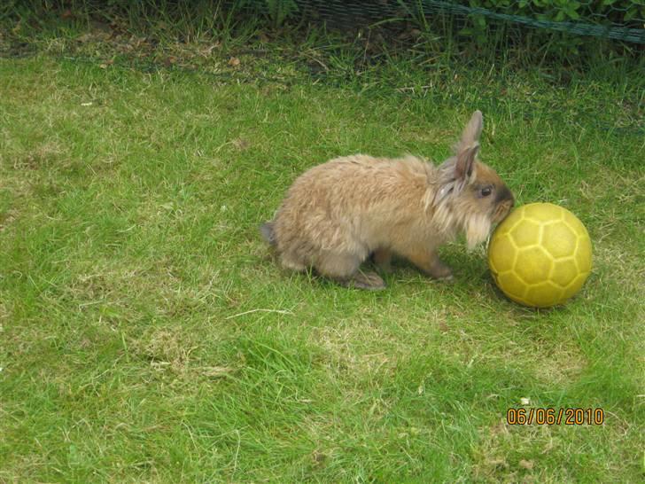 Kanin pimberli billede 12