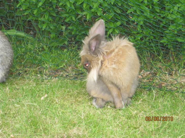 Kanin pimberli billede 13