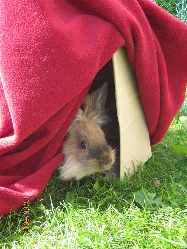 Kanin pimberli billede 14