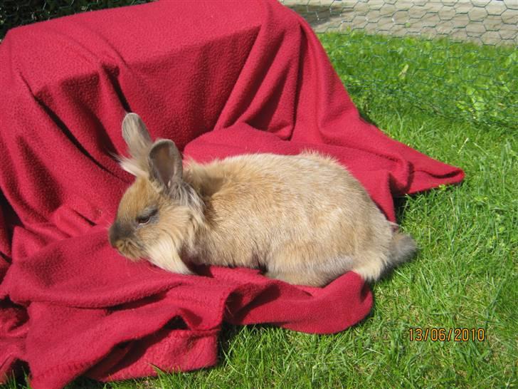 Kanin pimberli billede 15