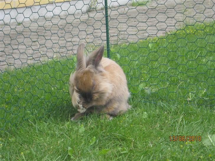 Kanin pimberli billede 16