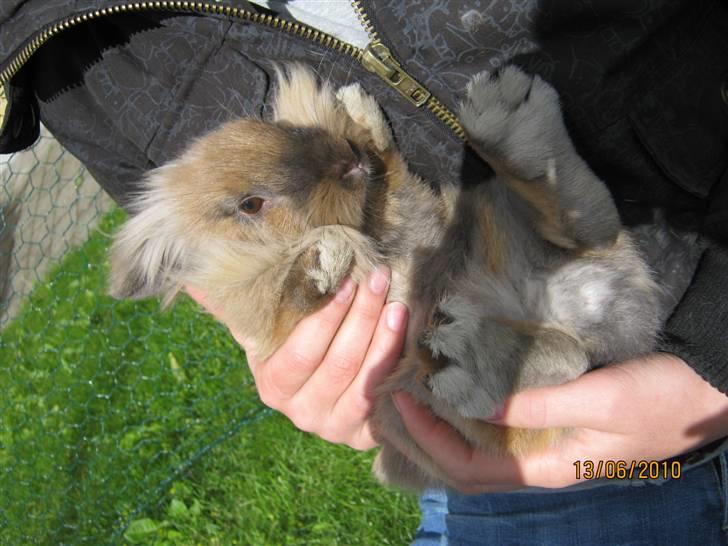 Kanin pimberli billede 17