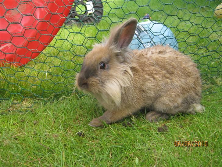 Kanin pimberli billede 18