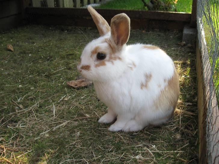 Kanin Max billede 10