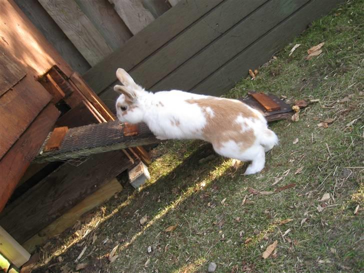 Kanin Max billede 14