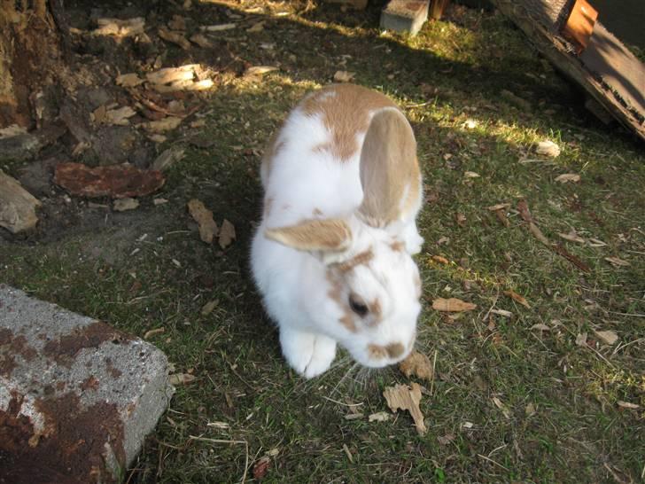 Kanin Max billede 15