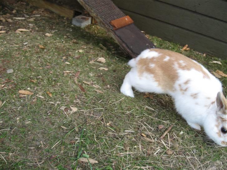 Kanin Max billede 16