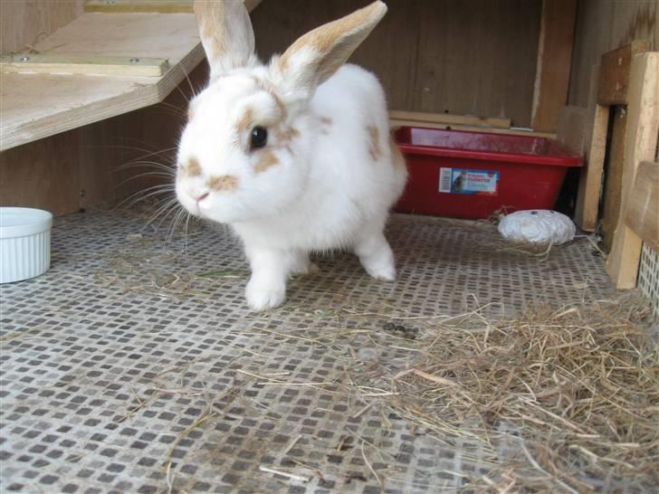 Kanin Max billede 18