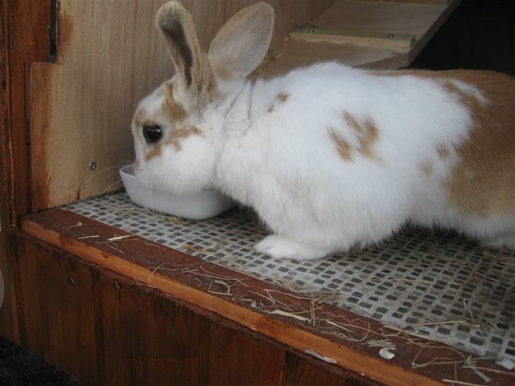 Kanin Max billede 20