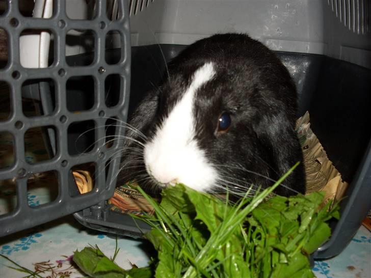 Kanin nimmer bodil billede 2