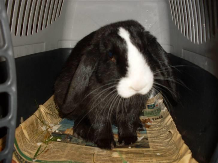 Kanin nimmer bodil billede 3