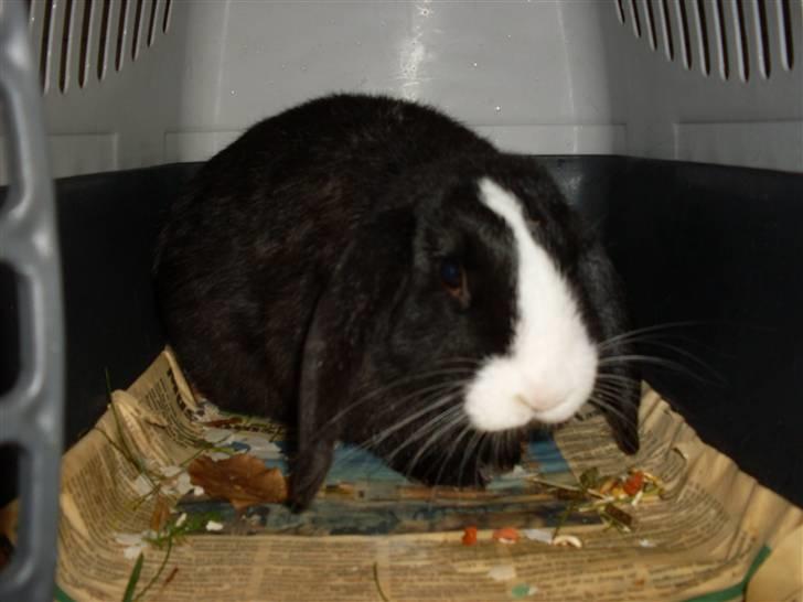 Kanin nimmer bodil billede 4