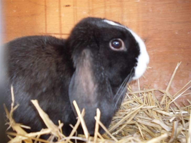 Kanin nimmer bodil billede 5