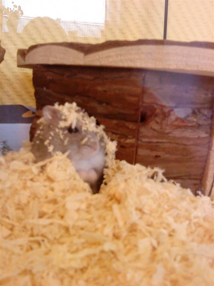 Dværghamster Vega :)<3 R.I.P. - #1 Velkommen til Vegas profil. billede 1