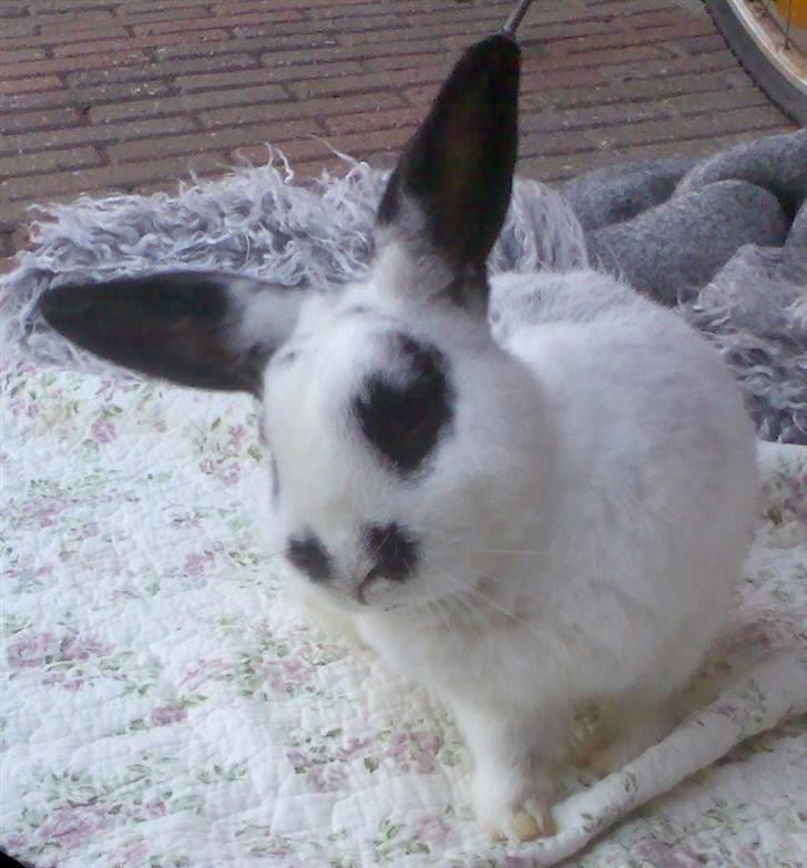 Kanin Rufus :)<3 - #1 Velkommen til Rufus´ profil. billede 1