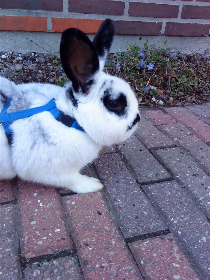 Kanin Rufus :)<3 - #2 På en lille tur :D billede 2