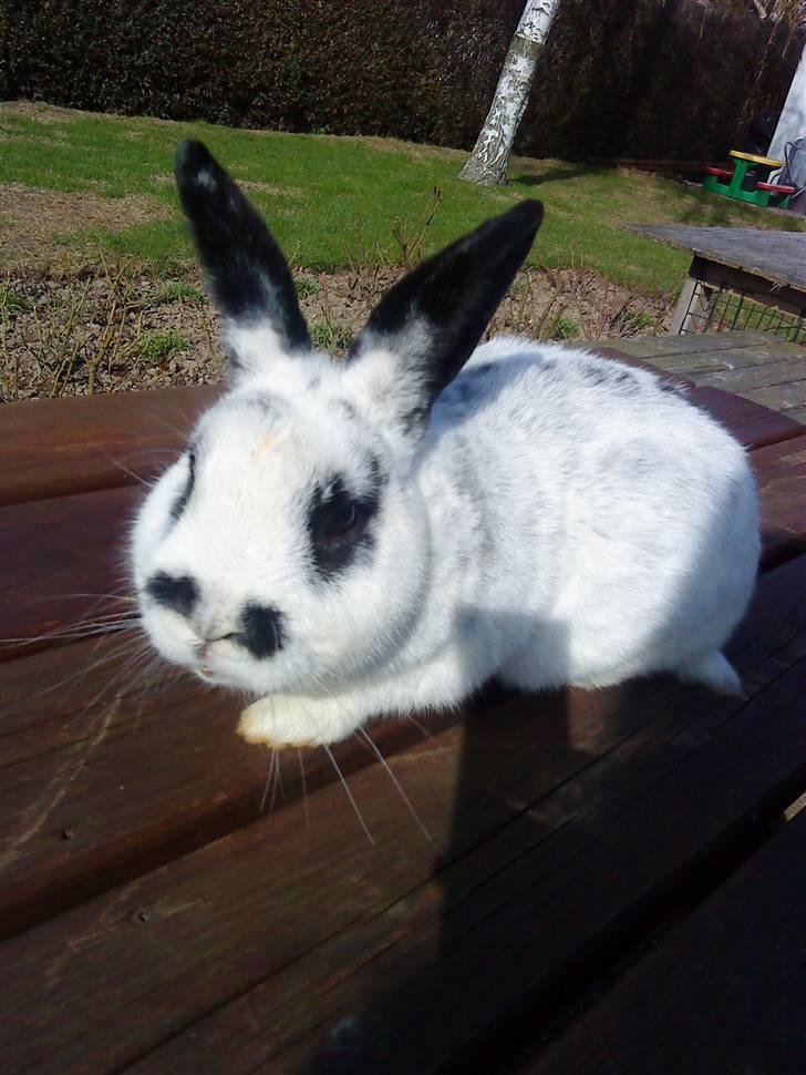 Kanin Rufus :)<3 - #3 På bordet?  billede 3