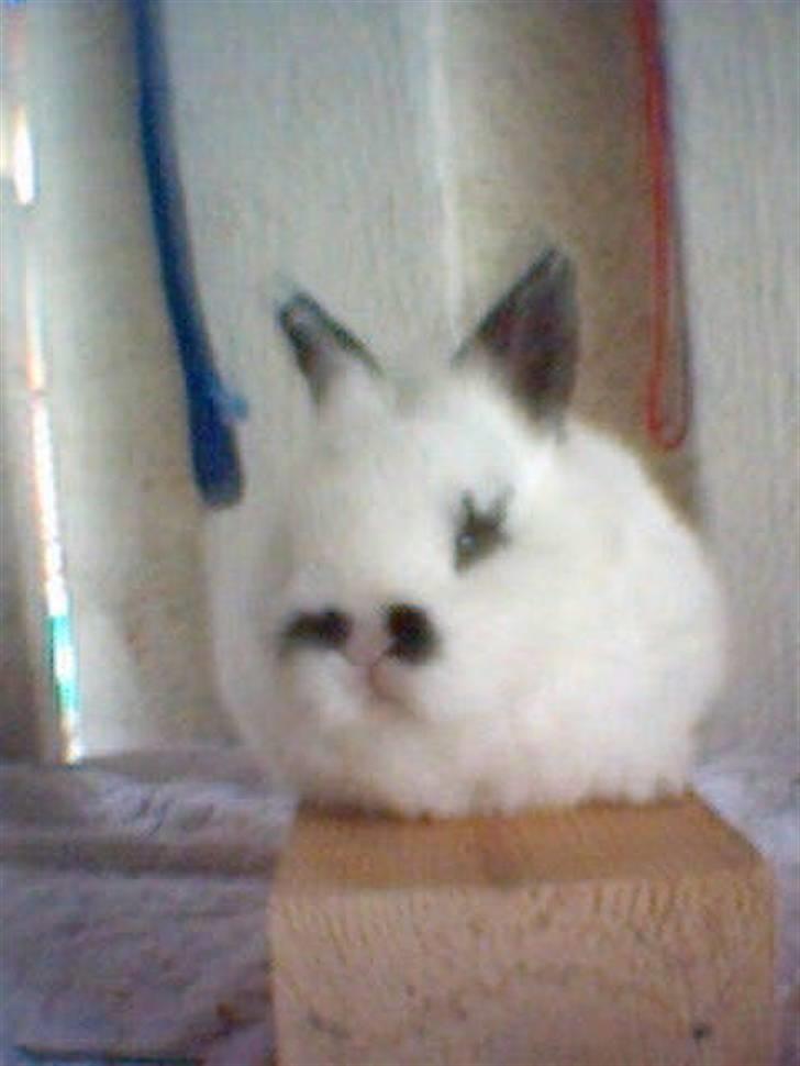 Kanin Rufus :)<3 - #4 Som lille :D billede 4