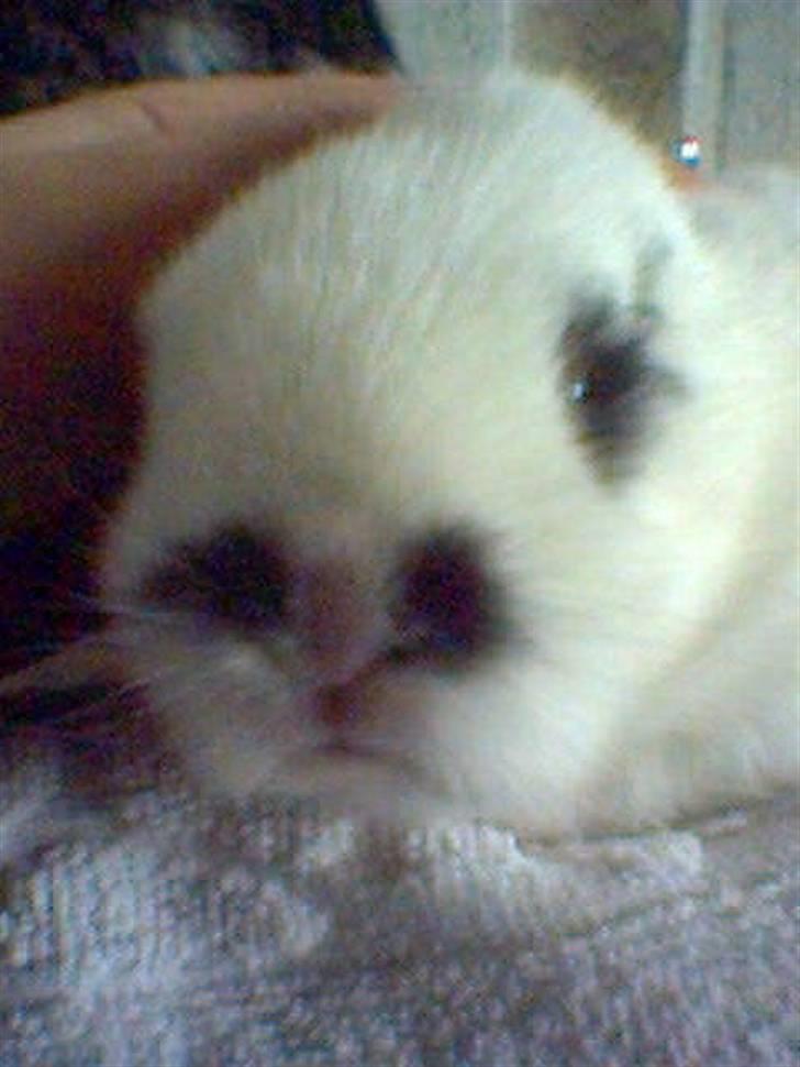 Kanin Rufus :)<3 - #5 Som lille :D billede 5