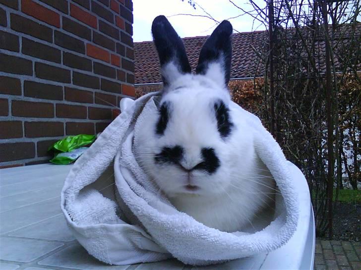 Kanin Rufus :)<3 - #6 I håndklæde - Og ser komisk ud? billede 6