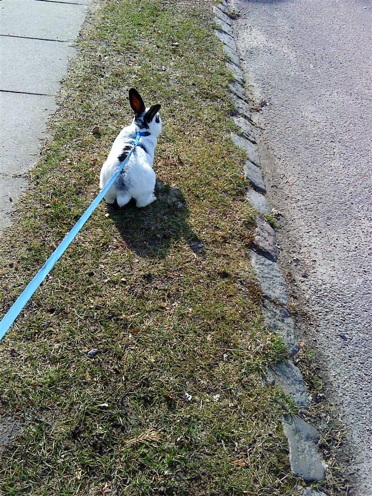 Kanin Rufus :)<3 - #7 På tur :D billede 7