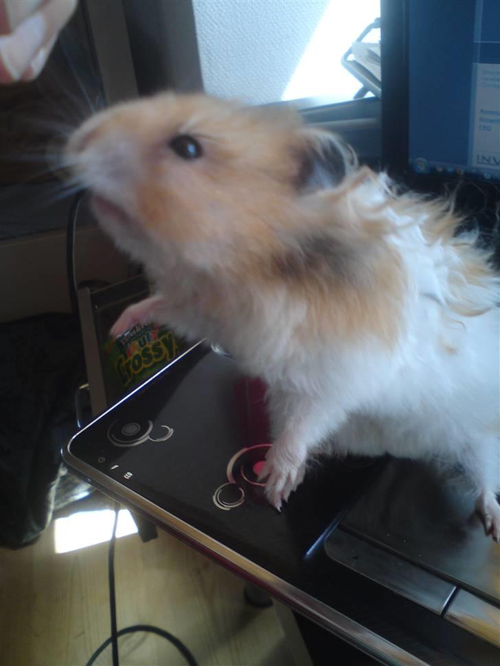 Hamster Ingolf  (død d.21/10/10)  - En nysgerrig Ingolf :D billede 1