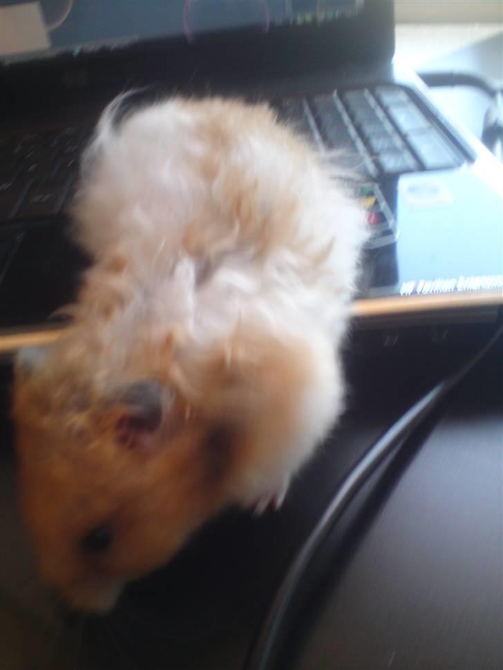Hamster Ingolf  (død d.21/10/10)  - En hurtig Ingolf :D billede 2