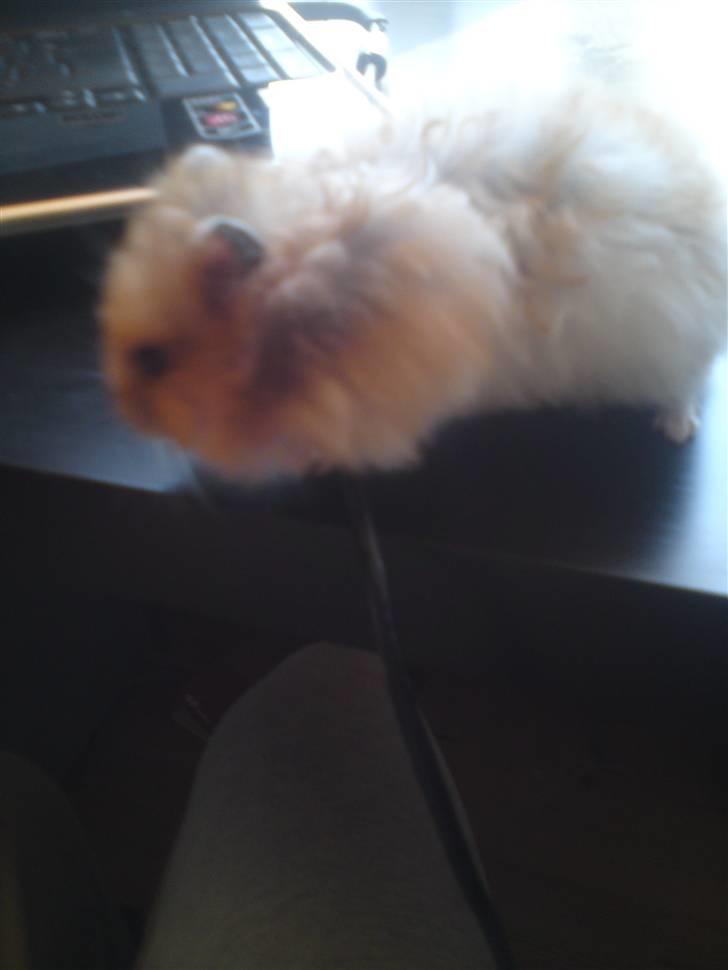 Hamster Ingolf  (død d.21/10/10)  - :D billede 3