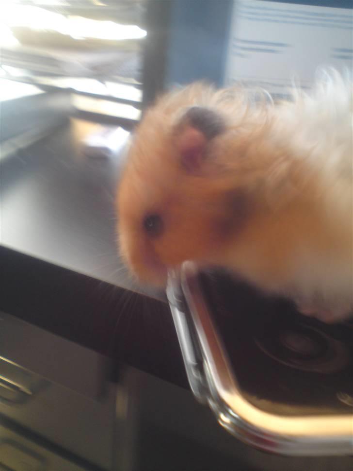 Hamster Ingolf  (død d.21/10/10)  - En Chokeret Ingolf :D billede 4