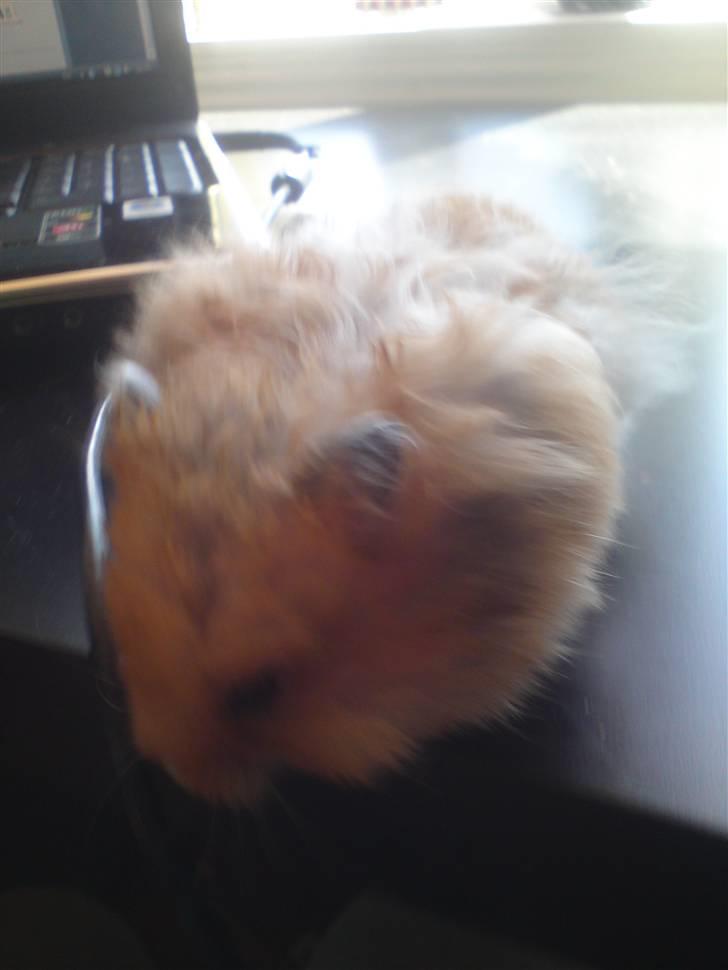 Hamster Ingolf  (død d.21/10/10)  billede 5