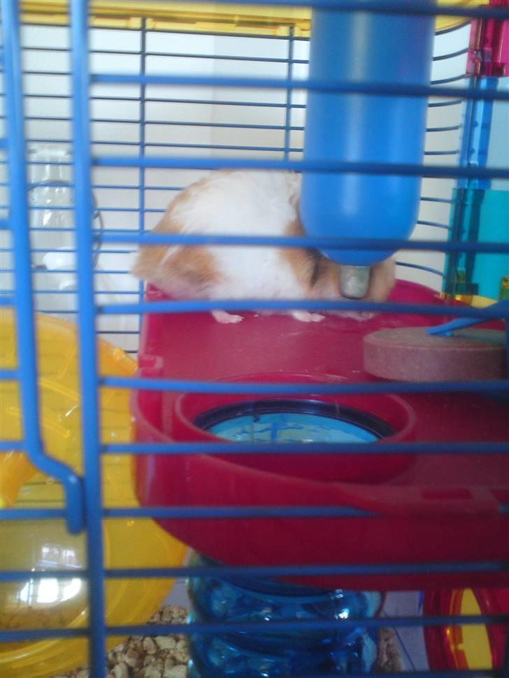 Hamster Ingolf  (død d.21/10/10)  - En Tørstig Ingolf :D billede 6