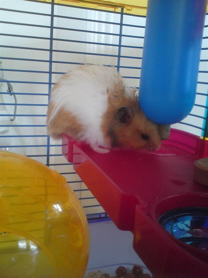 Hamster Ingolf  (død d.21/10/10)  - En Tørstig Ingolf :D billede 7