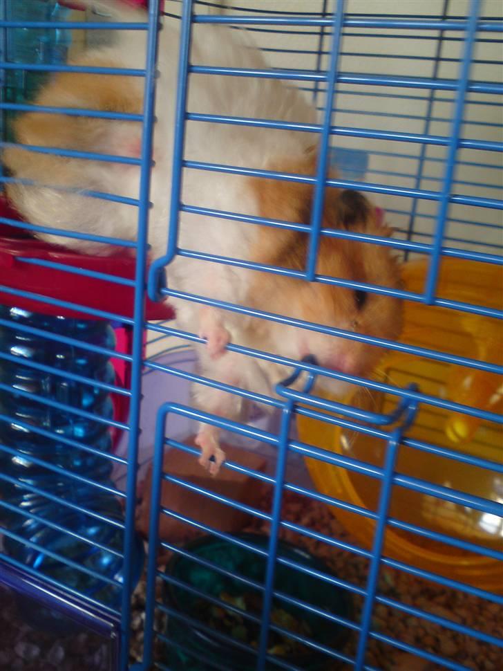 Hamster Ingolf  (død d.21/10/10)  - En Smidig Ingolf :D billede 8