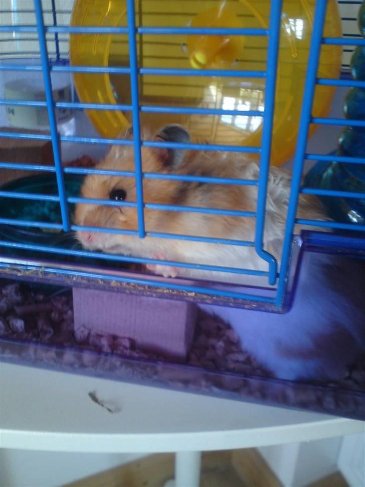 Hamster Ingolf  (død d.21/10/10)  - En nysgerrig Ingolf :D billede 9