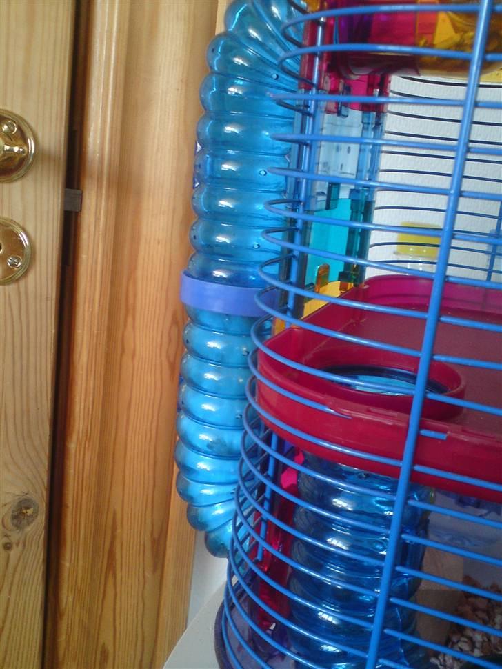 Hamster Ingolf  (død d.21/10/10)  - En Klatrende Ingolf :D billede 10