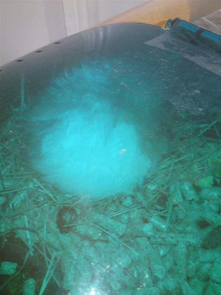 Hamster Ingolf  (død d.21/10/10)  - En Sovende Ingolf :D billede 11