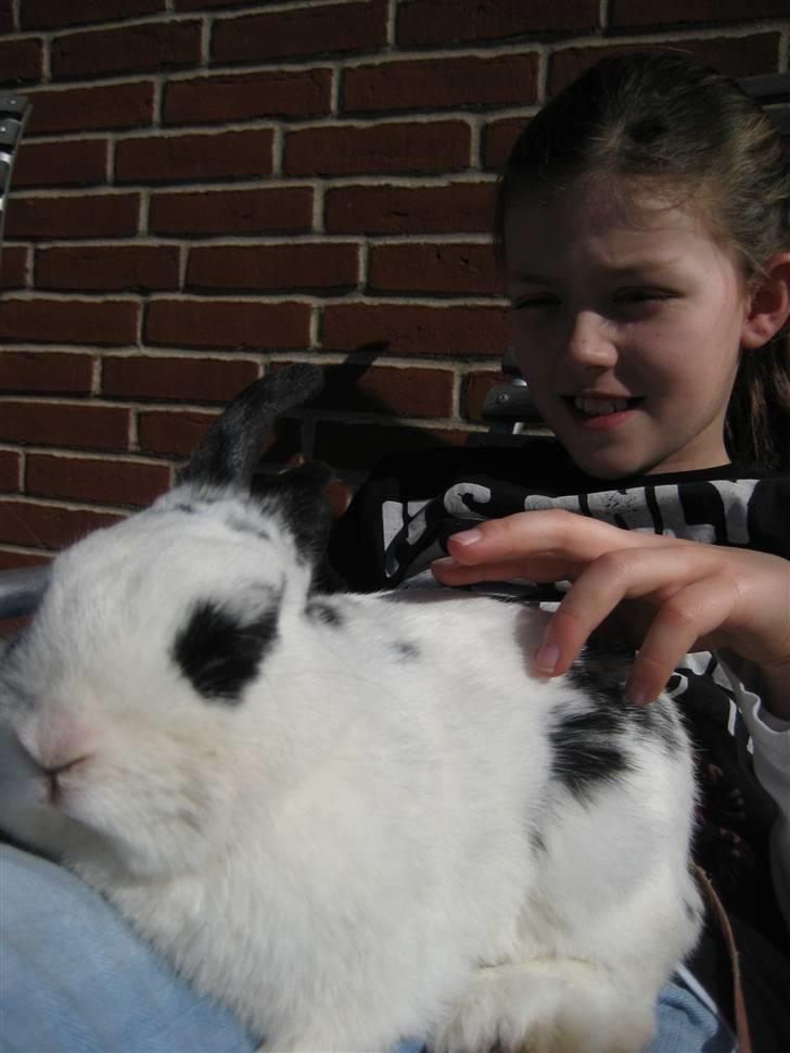 Kanin Rosin - mmm slikker sol billede 1