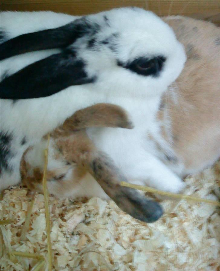 Kanin Rosin - GODNAT FOLKENS! billede 2