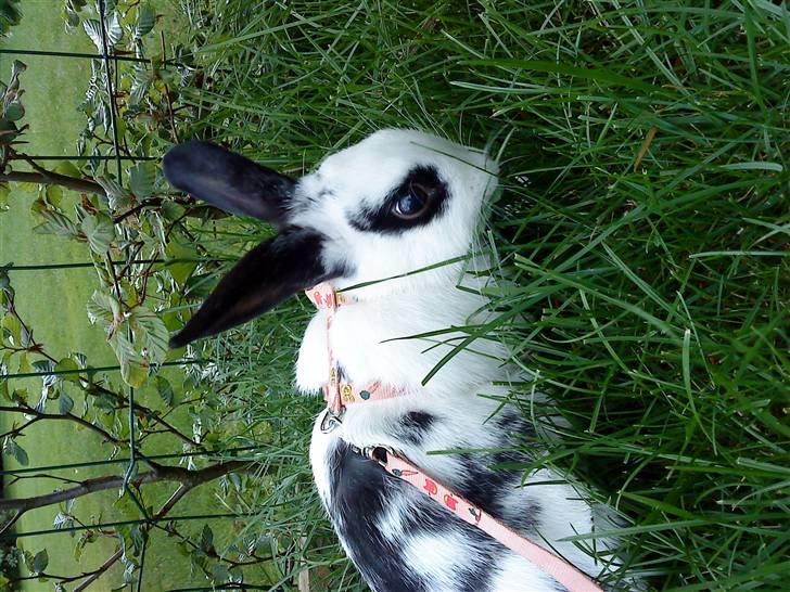 Kanin Rosin - mmmm mad elsker bare når vi skal ud og gå  billede 3