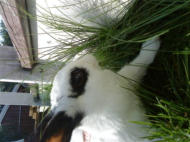 Kanin Rosin - mmm mere mad billede 4