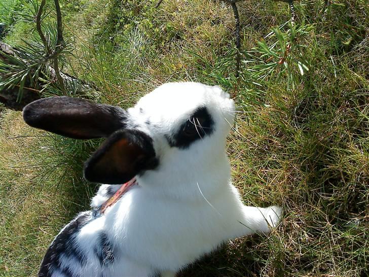 Kanin Rosin - Kanin Rosin løber Marathon (hun er alt for fed) billede 5