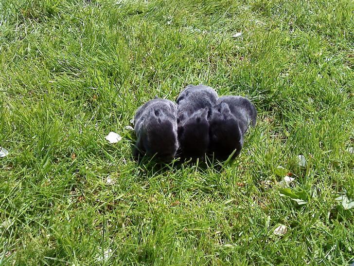 Kanin Rosin - Modeler billede 6