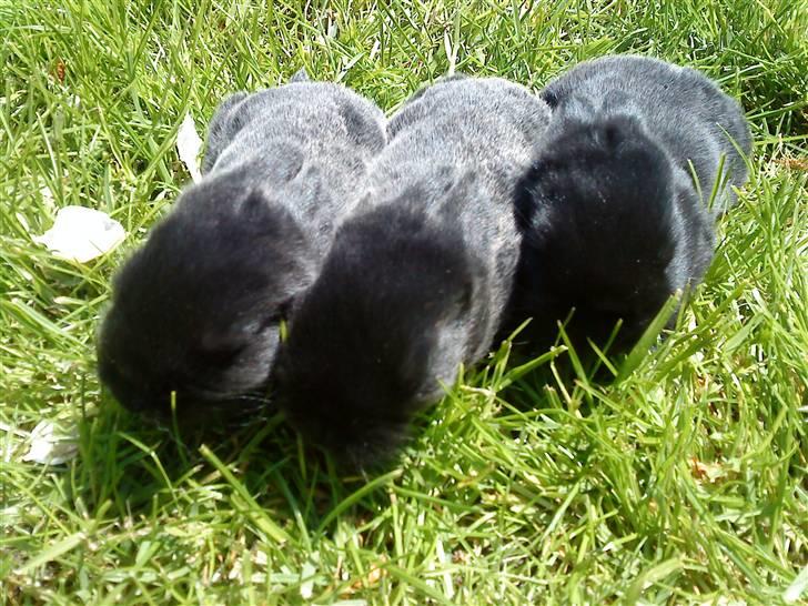 Kanin Rosin - Hvem kommer først billede 7