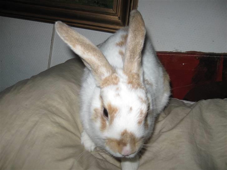 Kanin Karl-Mar (Bortgivet) - Hvilken farve er jeg? er jeg hvid med vildtgul kappe eller? billede 1