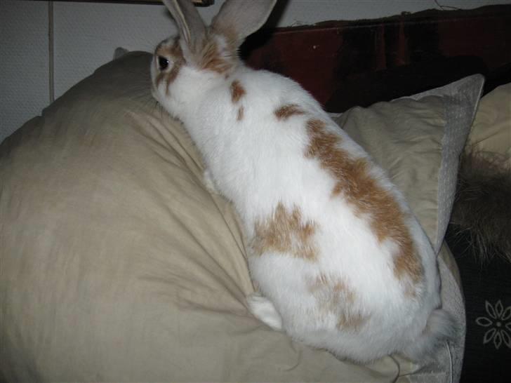 Kanin Karl-Mar (Bortgivet) billede 2