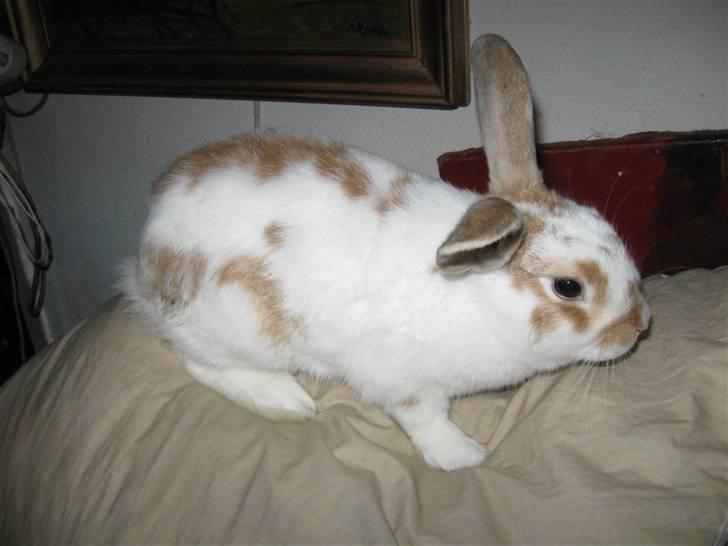 Kanin Karl-Mar (Bortgivet) billede 3