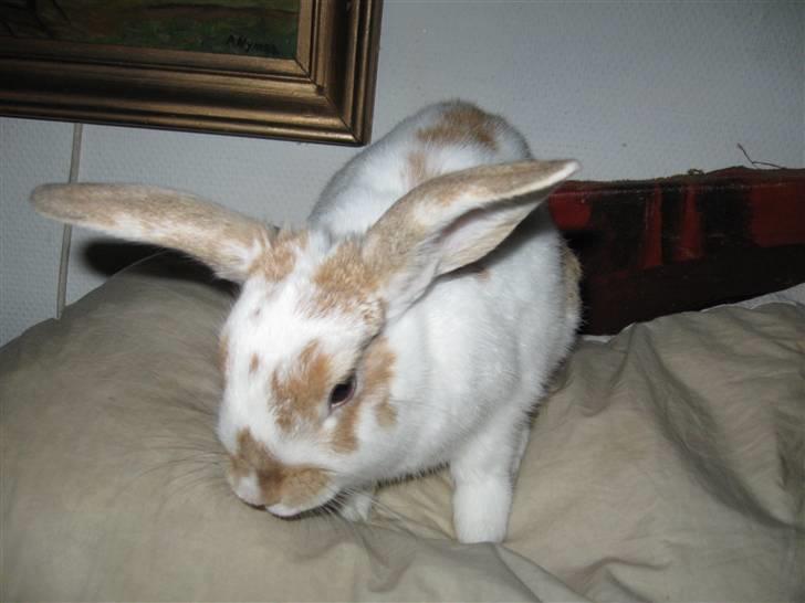 Kanin Karl-Mar (Bortgivet) billede 5