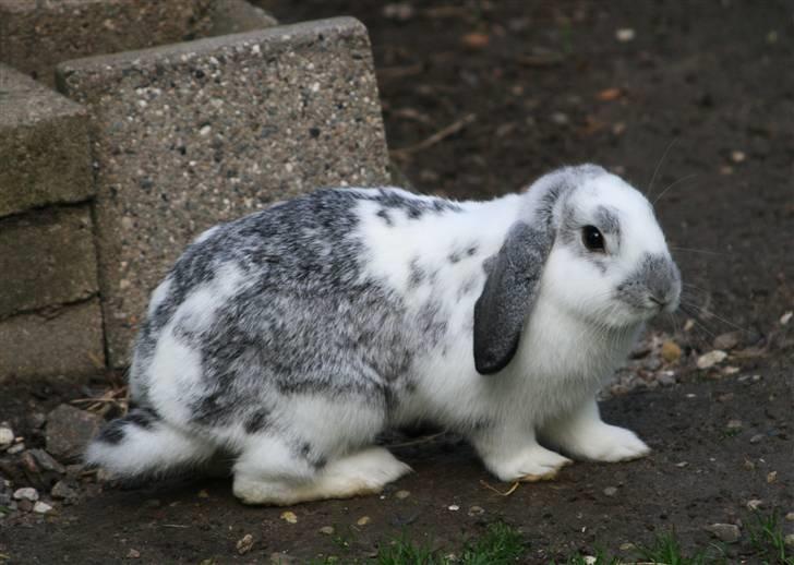 Kanin Fru. Sofus - Velkommen til Fru. Sofus profil :p [Foto: MIG :D] billede 1