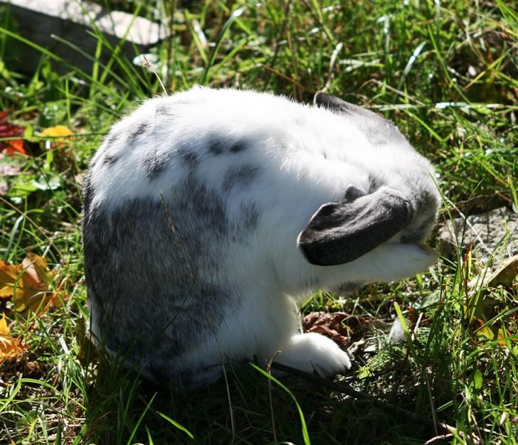 Kanin Fru. Sofus - 2 5 8 10 nu kommer jeg! :D [Foto: MIG :D ] billede 3