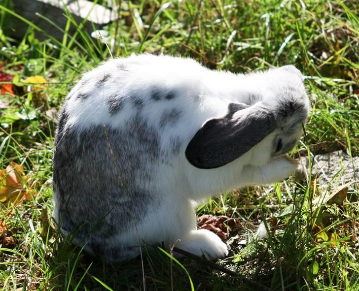 Kanin Fru. Sofus - Vaske vaske :p [Foto: MIG :D] billede 9